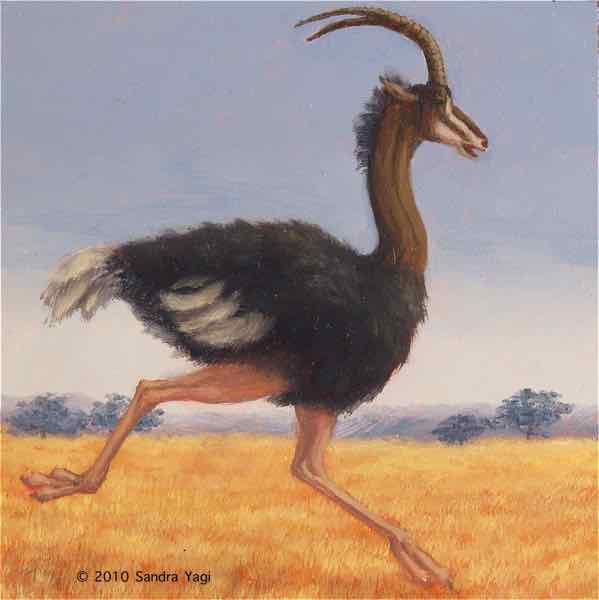 Ostrich Racer 1, oil on canvas, 6x6, 2010 