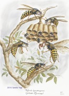 Goliath Tigerwasps_FINAL cr