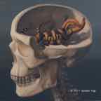 lizard part of brain 2 lr copyright
