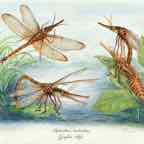 Yagi_Garfish-Fly_smaller