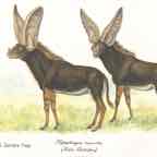 batalope cr