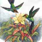 Hummingshrew_Final_6_inch cr