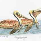 Peli-Turtle_FINAL cr jpeg