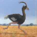 Ostrichlope_Layered cr