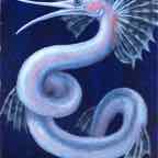 snipe eel cr