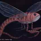 rattail fish cr