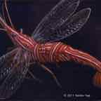 peppermint shrimp cr