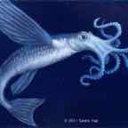 Flying squidfish study cr