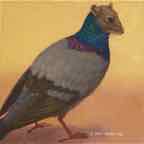 pigeonrat1 cr