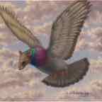 pigeonrat2 cr