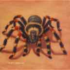 spidermonkey cr