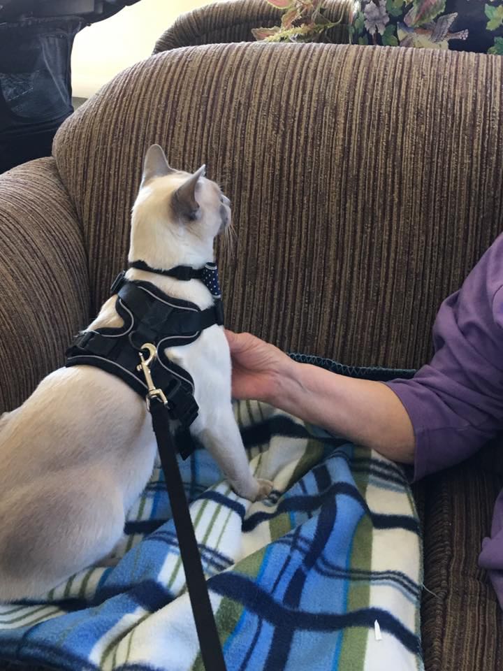 therapy cat visit two.jpg
