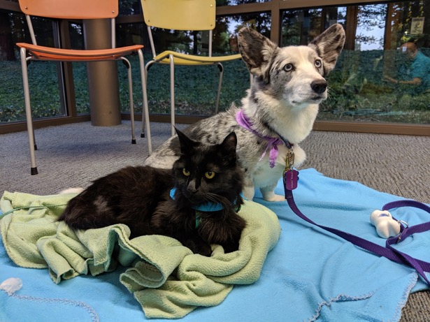Mokey the Therapy Cat and Crystal
