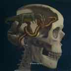 T-Rex_Skull_6_inch-glazed-intensity-10-V1.jpg