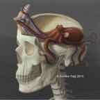 anatomical chimp w hide