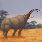 rhinobeetle1 cr